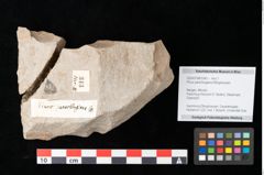 Foto (Objekt + Etikett) von Cathaya sp. (NHMW-GEO-2024-0188-0343)